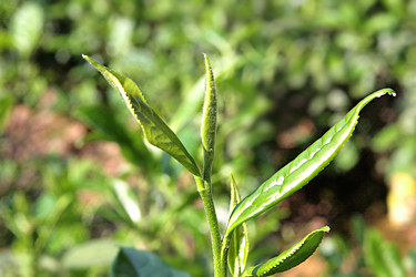 Photo by Mary Lou Heiss © Tea Trekker, all rights reserved