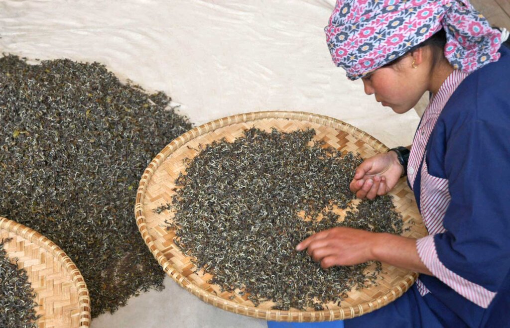 Woman sorting tea