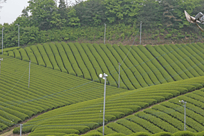 new-japan