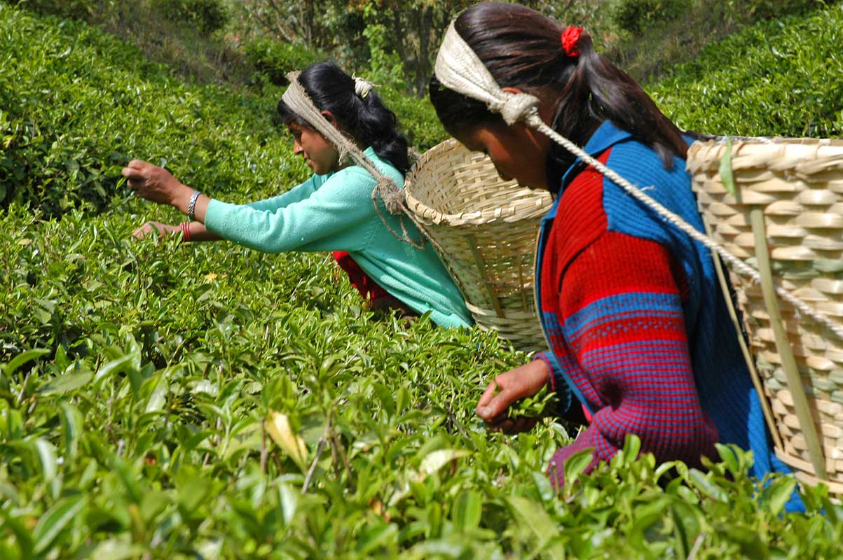 Two woman plucking tea in Nepal