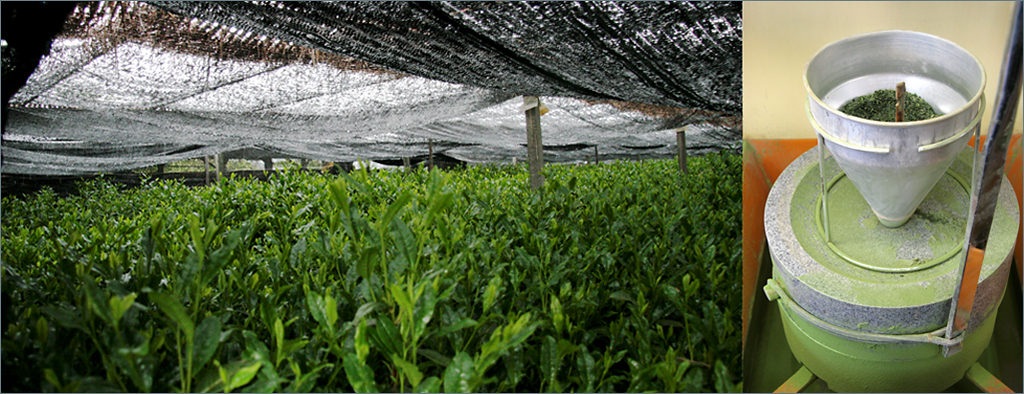 Shade grown tea & matcha grinder