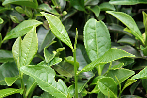 tea101-leaf